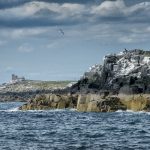 Farne Islands