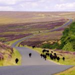 North York Moors National Park