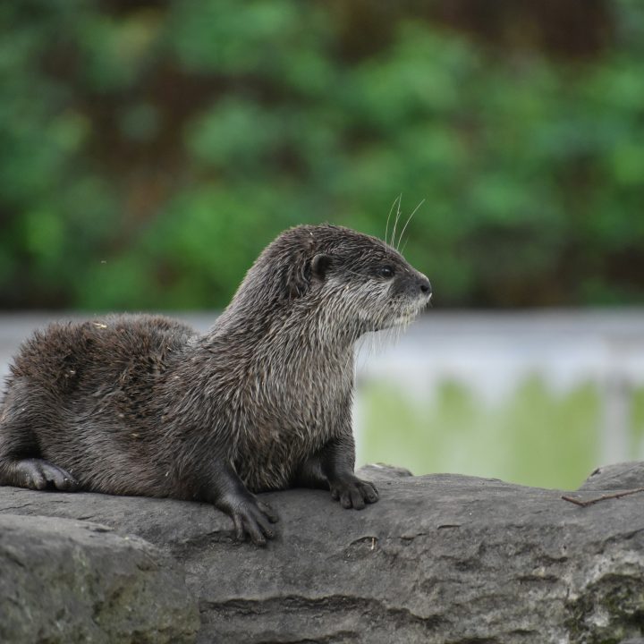 Blackpool Zoo 6 Blackpool Zoo