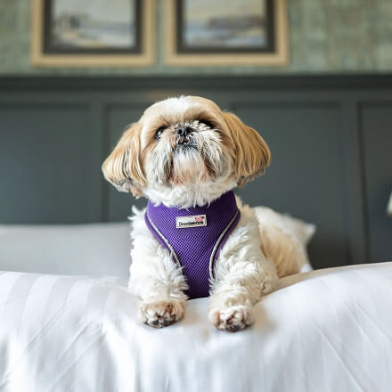 My dog is always invited