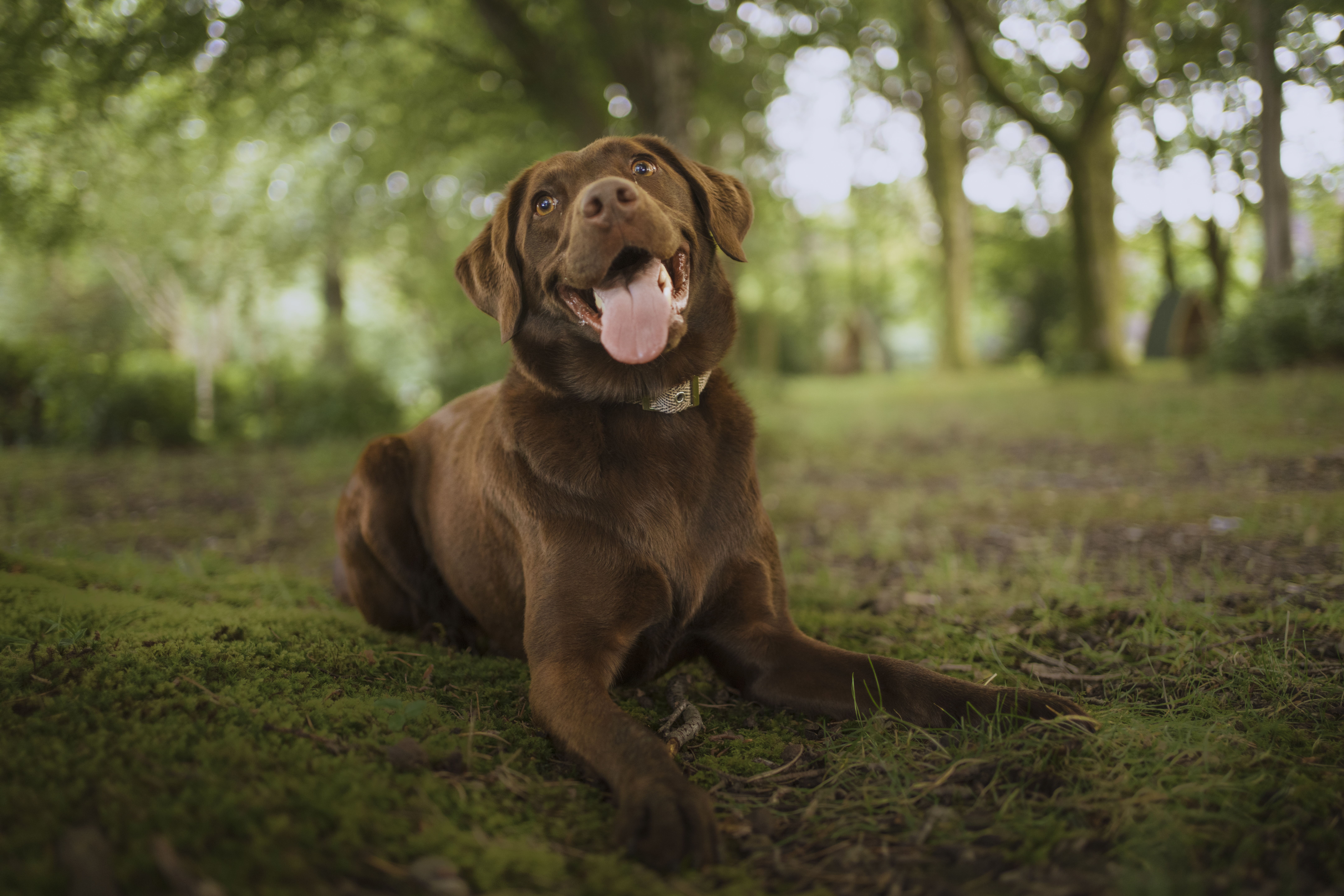 dog-friendly,