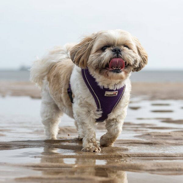 Beach walks and dipping our paws in the sea