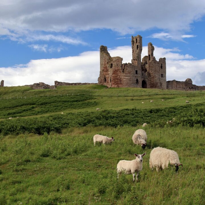 Dog Friendly Walks in Northumberland 5 emphyrio dunstanburgh castle 5549422